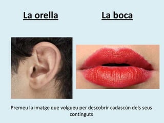 La orella                         La boca




Premeu la imatge que volgueu per descobrir cadascún dels seus
                         continguts
 