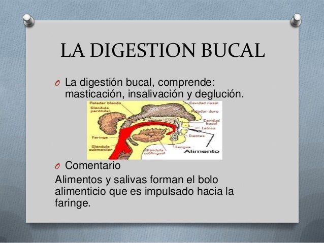 La boca y la digestión bucal
