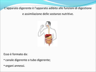 L’apparato digerente è l’apparato adibito alle funzioni di digestione
e assimilazione delle sostanze nutritive.
Esso è formato da:
• canale digerente o tubo digerente;
• organi annessi.
 