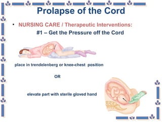 Prolapse of the Cord
• NURSING CARE / Therapeutic Interventions:
#1 – Get the Pressure off the Cord
place in trendelenberg or knee-chest position
OR
elevate part with sterile gloved hand
 