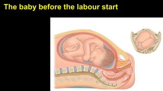 25
The baby before the labour start
 
