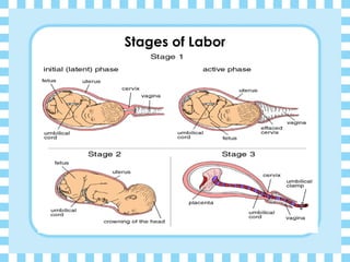 Stages of Labor
 