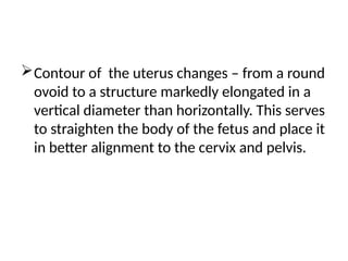 Contour of the uterus changes – from a round
ovoid to a structure markedly elongated in a
vertical diameter than horizontally. This serves
to straighten the body of the fetus and place it
in better alignment to the cervix and pelvis.
 