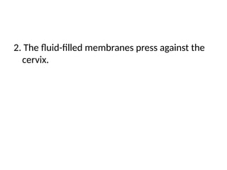 2. The fluid-filled membranes press against the
cervix.
 