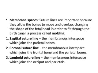 • Membrane spaces: Suture lines are important because
they allow the bones to move and overlap, changing
the shape of the fetal head in order to fit through the
birth canal, a process called molding.
1. Sagittal suture line – the membranous interspace
which joins the parietal bones.
2. Coronal suture line – the membranous interspace
which joins the frontal bone and the parietal bones.
3. Lamboid suture line – the membranous interspace
which joins the occiput and parietals
 