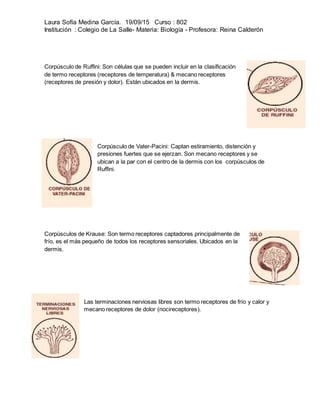 Laura Sofía Medina García. 19/09/15 Curso : 802
Institución : Colegio de La Salle- Materia: Biología - Profesora: Reina Calderón
Corpúsculo de Ruffini: Son células que se pueden incluir en la clasificación
de termo receptores (receptores de temperatura) & mecano receptores
(receptores de presión y dolor). Están ubicados en la dermis.
Corpúsculo de Vater-Pacini: Captan estiramiento, distención y
presiones fuertes que se ejerzan. Son mecano receptores y se
ubican a la par con el centro de la dermis con los corpúsculos de
Ruffini.
Corpúsculos de Krause: Son termo receptores captadores principalmente de
frío, es el más pequeño de todos los receptores sensoriales. Ubicados en la
dermis.
Las terminaciones nerviosas libres son termo receptores de frío y calor y
mecano receptores de dolor (nocireceptores).
 