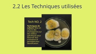 2.2 Les Techniques utilisées
Tech NO. 2
Techniques de
culture: Mise en
culture des
champignons sur
des milieux
spécifiques pour
favoriser leur
croissance et
permettre leur
identification.
 
