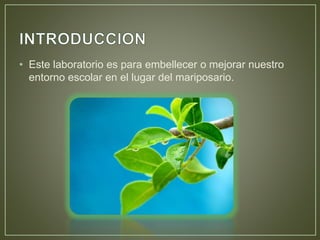 • Este laboratorio es para embellecer o mejorar nuestro
entorno escolar en el lugar del mariposario.