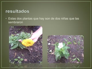 • Estas dos plantas que hay son de dos niñas que las
sembraron