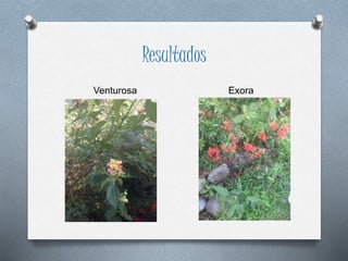 Resultados
Venturosa Exora
 