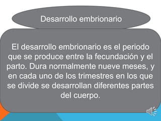 Desarrollo embrionario
El desarrollo embrionario es el periodo
que se produce entre la fecundación y el
parto. Dura normalmente nueve meses, y
en cada uno de los trimestres en los que
se divide se desarrollan diferentes partes
del cuerpo.
 