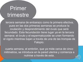 Primer
trimestre
tercera semana de embarazo como la primera efectiva,
pues en las dos primeras semanas se produce la
ovulación y desprendimiento del óvulo que será
fecundado. Esta fecundación tiene lugar ya en la tercera
semana: el óvulo y el espermatozoide se unen formando
el cigoto mientras bajan a través de una de las trompas de
Falopio.
cuarta semana, el embrión, que ya mide cerca de cinco
milímetros, se introduce en la pared uterina y comienza a
nutrirse a través de esta.
 