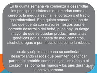 En la quinta semana ya comienza a desarrollar
los principales sistemas del embrión como el
cerebro, la médula espinal, el corazón o el tracto
gastrointestinal. Esta quinta semana es una de
las que cuenta con mayores riesgos para el
correcto desarrollo del bebé, pues hay un riesgo
mayor de que se puedan producir anomalías
genéticas por la ingesta de medicamentos,
alcohol, drogas o por infecciones como la rubeola
sexta y séptima semana se continúan
desarrollando rasgos que permiten identificar
partes del embrión como los ojos, los oídos o el
corazón, así como las manos y los pies durante
la octava semana.
 