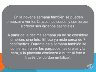 En la novena semana también se pueden
empezar a ver los brazos, los codos, y comienzan
a crecer sus órganos esenciales.
A partir de la décima semana ya no se considera
embrión, sino feto. El feto ya mide cerca de 7
centímetros. Durante esta semana también se
comienzan a ver los párpados, las orejas y la
cara, y la placenta comienza a nutrir al feto a
través del cordón umbilical.
 