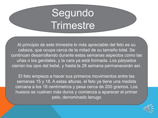 Segundo
Trimestre
Al principio de este trimestre lo más apreciable del feto es su
cabeza, que ocupa cerca de la mitad de su tamaño total. Se
continúan desarrollando durante estas semanas aspectos como las
uñas o los genitales, y la cara ya está formada. Los párpados
cierran los ojos del bebé, y hasta la 28 semana permanecerán así.
El feto empieza a hacer sus primeros movimientos entre las
semanas 15 y 18. A estas alturas, el feto ya tiene una medida
cercana a los 18 centímetros y pesa cerca de 200 gramos. Los
huesos se vuelven más duros y comienza a aparecer el primer
pelo, denominado lanugo
 