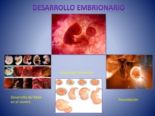 Fecundación
Etapas del Desarrollo
Desarrollo del Bebe
en el vientre
 