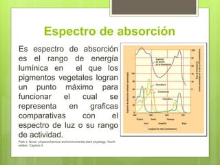 Espectro de absorción
Es espectro de absorción
es el rango de energía
lumínica en el que los
pigmentos vegetales logran
un punto máximo para
funcionar el cual se
representa en graficas
comparativas con el
espectro de luz o su rango
de actividad.
Park s. Novel. physicochemical and enviromental plant physilogy, fourth
edition. Capitulo 4
 