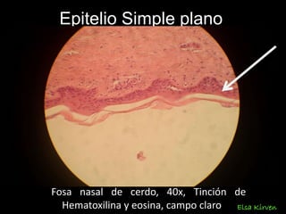 Epitelio Simple plano
Fosa nasal de cerdo, 40x, Tinción de
Hematoxilina y eosina, campo claro Elsa Kirven
 