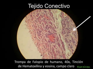 Tejido Conectivo
Trompa de Falopio de humano, 40x, Tinción
de Hematoxilina y eosina, campo claro Elsa Kirven
 