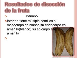  Banano
Interior: tiene múltiple semillas su
mesocarpo es blanco su endocarpo es
amarillo(blanco) su epicarpo es
amarillo

 