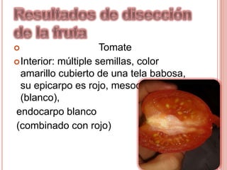  Tomate
Interior: múltiple semillas, color
amarillo cubierto de una tela babosa,
su epicarpo es rojo, mesocarpo rojo
(blanco),
endocarpo blanco
(combinado con rojo)
 