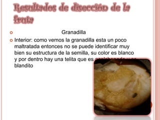  Granadilla
 Interior: como vemos la granadilla esta un poco
maltratada entonces no se puede identificar muy
bien su estructura de la semilla, su color es blanco
y por dentro hay una telita que es acolchonado y es
blandito
 