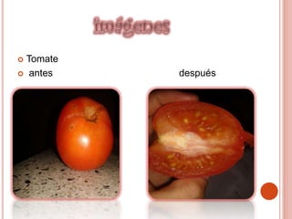  Tomate
 antes después
 