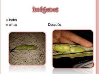  Haba
 antes Después
 