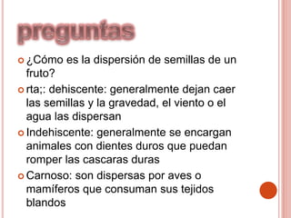  ¿Cómo es la dispersión de semillas de un
fruto?
 rta;: dehiscente: generalmente dejan caer
las semillas y la gravedad, el viento o el
agua las dispersan
 Indehiscente: generalmente se encargan
animales con dientes duros que puedan
romper las cascaras duras
 Carnoso: son dispersas por aves o
mamíferos que consuman sus tejidos
blandos
 