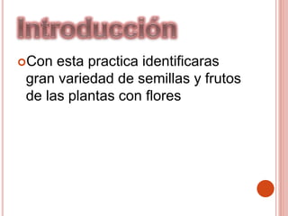 Con esta practica identificaras
gran variedad de semillas y frutos
de las plantas con flores
 