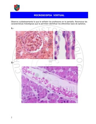 MICROSCOPIA VIRTUAL

Observe cuidadosamente lo que le señalen los profesores en la pantalla. Reconozca las
características histológicas que le permiten identificar los diferentes tipos de epitelios.

1.-




2.-




2
 