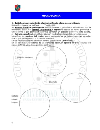 MICROSCOPIA


1.- Epitelio de revestimiento pluriestratificado plano no-cornificado
Ubicación: Mucosa de esófago.        Tinción: H.E.
a.- Estrato basal o germinativo, células cúbicas o prismáticas en contacto con la
membrana basal. b.- Estrato intermedio o espinoso, células de forma poliédrica y
unidas entre si por desmosomas que le confieren un aspecto espinoso a este estrato.
c.- Estrato superficial, de células planas y nucleadas, dispuestas en varias capas.
Identificar las papilas del corion como proyecciones de tejido conectivo vascula-
rizado que en conjunto con la membrana basal.
En los vasos sanguíneos observar epitelio plano simple (endotelio).
En los conductos excretores de las glándulas observar epitelio cúbico: células con
núcleo esférico ubicado en posición central.




         Epitelio esofágico




                                       Endotelio




Epitelio
cúbico
simple




7
 