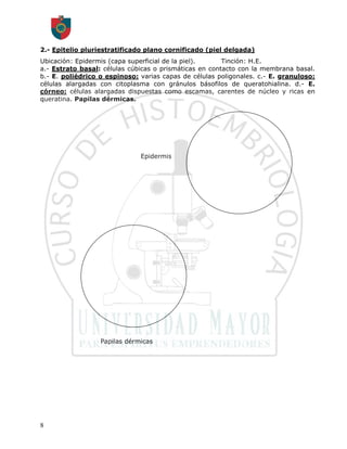 2.- Epitelio pluriestratificado plano cornificado (piel delgada)
Ubicación: Epidermis (capa superficial de la piel).     Tinción: H.E.
a.- Estrato basal: células cúbicas o prismáticas en contacto con la membrana basal.
b.- E. poliédrico o espinoso: varias capas de células poligonales. c.- E. granuloso:
células alargadas con citoplasma con gránulos básofilos de queratohialina. d.- E.
córneo: células alargadas dispuestas como escamas, carentes de núcleo y ricas en
queratina. Papilas dérmicas.




                              Epidermis




                  Papilas dérmicas




8
 