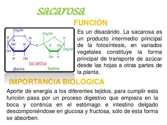 CARBOHIDRATOS- FUNCIONES E IMPORTANCIA BIOLOGICA CARBOHIDRATOS- FUNCIONES E IMPORTANCIA BIOLOGICA