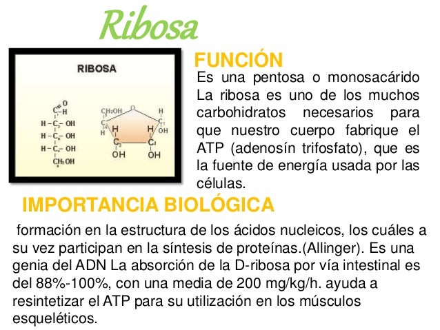 Resultado de imagen para ribosa d