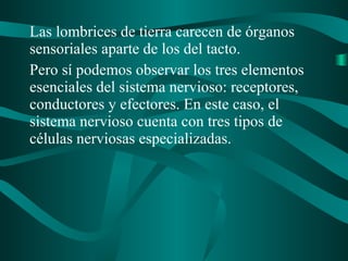 Las lombrices de tierra carecen de órganos
sensoriales aparte de los del tacto.
Pero sí podemos observar los tres elementos
esenciales del sistema nervioso: receptores,
conductores y efectores. En este caso, el
sistema nervioso cuenta con tres tipos de
células nerviosas especializadas.
 