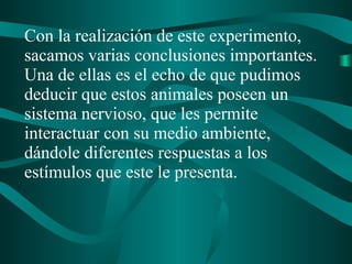 Con la realización de este experimento,
sacamos varias conclusiones importantes.
Una de ellas es el echo de que pudimos
deducir que estos animales poseen un
sistema nervioso, que les permite
interactuar con su medio ambiente,
dándole diferentes respuestas a los
estímulos que este le presenta.
 