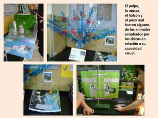 El pulpo,
la mosca,
el halcón y
el pavo real
fueron algunos
de los animales
estudiados por
los chicos en
relación a su
capacidad
visual.
 