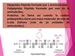  Dipéptido: Péptido formado por 2 amninoácidos.
 Polipéptido: Péptido formado por más de 10
aminoácidos.
 Proteína: Se ...
