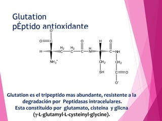 Glutation
pÉptido antioxidante
NH3
+
C
H2
C
O-
O
H2
C C
O
H
H
N C
CH2
O
SH
H
NH
CH2
C
O-
O
Glutation es el tripeptido mas ...