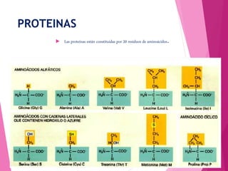 PROTEINAS
 Las proteínas están constituidas por 20 residuos de aminoácidos.
 