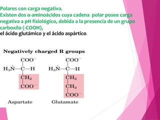 Polares con carga negativa.
Existen dos α-aminoácidos cuya cadena polar posee carga
negativa a pH fisiológico, debida a la...