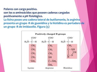 Polares con carga positiva.
son los α-aminoácidos que poseen cadenas cargadas
positivamente a pH fisiológico.
La lisina po...