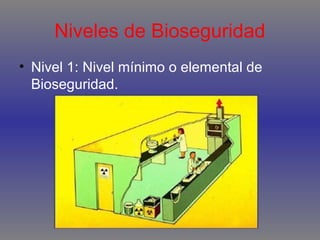 Niveles de Bioseguridad
• Nivel 1: Nivel mínimo o elemental de
Bioseguridad.

 
