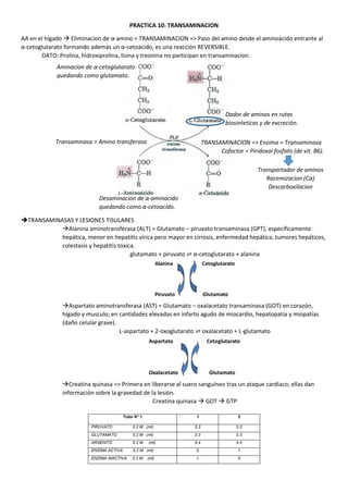 PRACTICA 10: TRANSAMINACION
AA en el hígado  Eliminacion de α-amino = TRANSAMINACION => Paso del amino desde el aminoácido entrante al
α-cetoglutarato formando además un α-cetoacido, es una reacción REVERSIBLE.
DATO: Prolina, hidroxiprolina, lisina y treonina no participan en transaminacion.
TRANSAMINASAS Y LESIONES TISULARES
Alanina aminotransferasa (ALT) = Glutamato – piruvato transaminasa (GPT), específicamente
hepática, menor en hepatitis vírica pero mayor en cirrosis, enfermedad hepática, tumores hepáticos,
colestasis y hepatitis toxica.
glutamato + piruvato ⇌ α-cetoglutarato + alanina
Aspartato aminotransferasa (AST) = Glutamato – oxalacetato transaminasa (GOT) en corazón,
hígado y musculo; en cantidades elevadas en infarto agudo de miocardio, hepatopatía y miopatías
(daño celular grave).
L-aspartato + 2-oxoglutarato ⇌ oxalacetato + L-glutamato
Creatina quinasa => Primera en liberarse al suero sanguíneo tras un ataque cardiaco, ellas dan
información sobre la gravedad de la lesión.
Creatina quinasa  GOT  GTP
Tubo N° 1 1 2
PIRUVATO 0.2 M (ml) 0.3 0.3
GLUTAMATO 0.2 M (ml) 0.3 0.3
ARSENITO 0.2 M (ml) 0.4 0.4
ENZIMA ACTIVA 0.2 M (ml) 0 1
ENZIMA INACTIVA 0.2 M (ml) 1 0
Aminacion de α-cetoglutarato
quedando como glutamato.
Desaminacion de α-aminacido
quedando como α-cetoacido.
Dador de aminos en rutas
biosinteticas y de excreción.
TRANSAMINACION => Enzima = Transaminasa
Cofactor = Piridoxal fosfato (de vit. B6).
Transportador de aminos
Racemizacion (Cα)
Descarboxilacion
Transaminasa = Amino transferasa
 