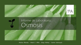 🌱
1ºA
Informe de Laboratorio:
Osmosis
Andrea Morales · Anahí C. Milla · Diego Muñoz · Camila Valenzuela
 