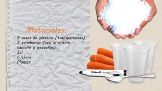 Materiales:
 3 vasos de plástico (transparentes)
 3 zanahorias (casi el mismo
tamaño y pequeñas)
 Sal
 Cuchara
 Plumón
 