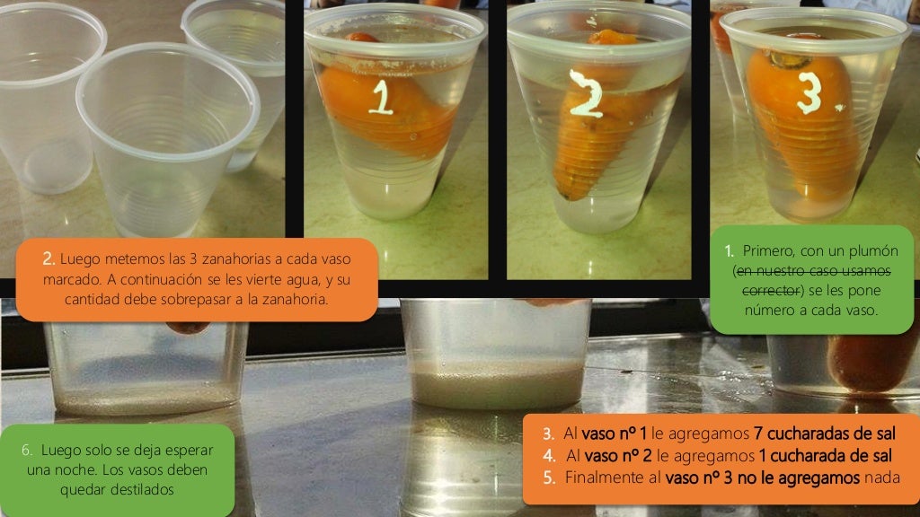 Biología Experimento; Osmosis en las Zanahorias