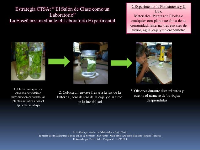 Experimento Fotosíntesis Planta Elodea Y Bicarbonato