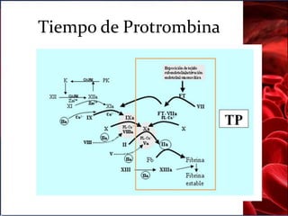 RIN
• RIN = Fórmula para expresar el TQuick en
pacientes anticoagulados con ACO que nos
independiza de la tromboplastina d...